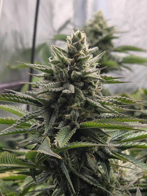 Monster Maker by Sweet Seeds. Week 11