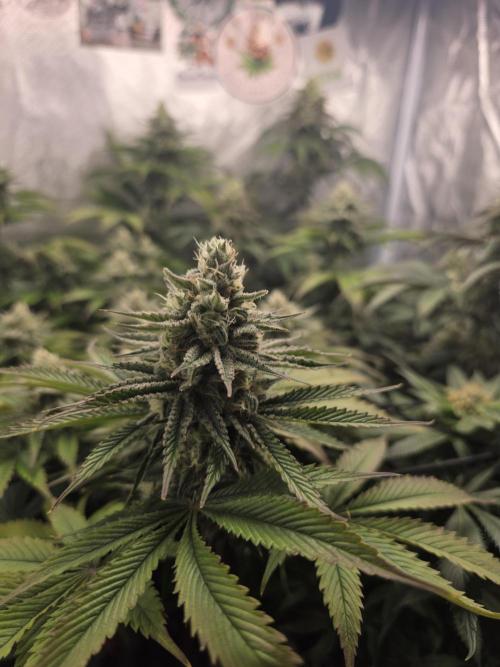 Monster Maker by Sweet Seeds. Week 11