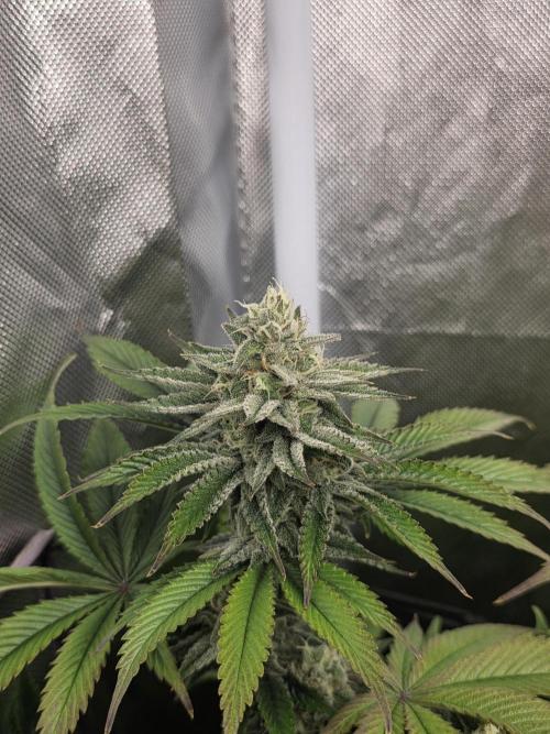 Monster Maker by Sweet Seeds. Week 11