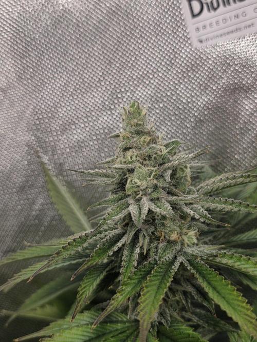 Monster Maker by Sweet Seeds. Week 11