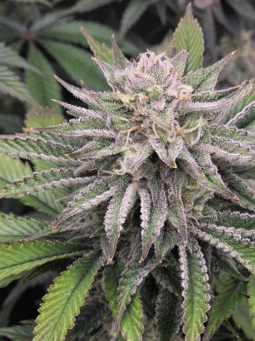Monster Maker by Sweet Seeds. Week 11