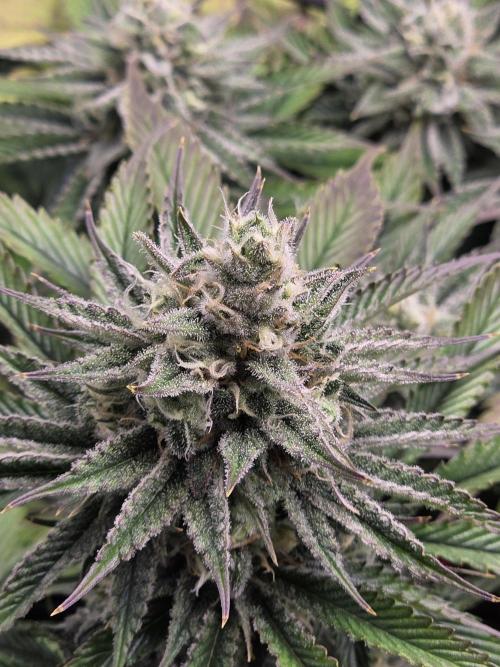 Monster Maker by Sweet Seeds. Week 11