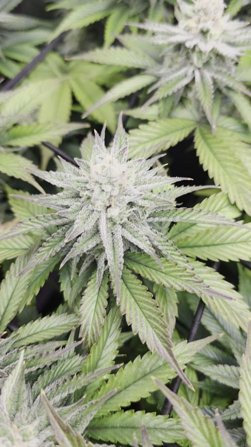 Monster Maker by Sweet Seeds
