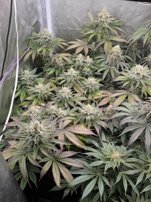 Monster Maker by Sweet Seeds. Week 12