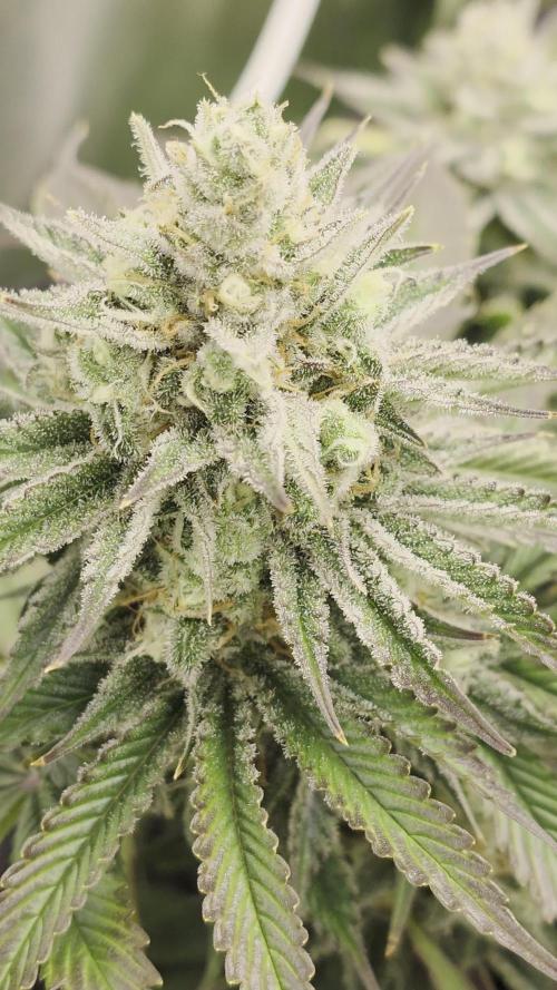 Monster Maker by Sweet Seeds