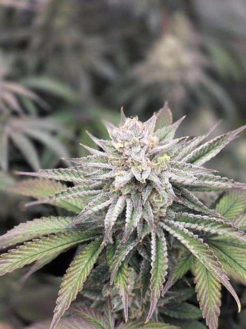 Monster Maker by Sweet Seeds. Week 12