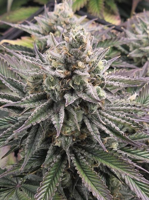 Monster Maker by Sweet Seeds. Week 12