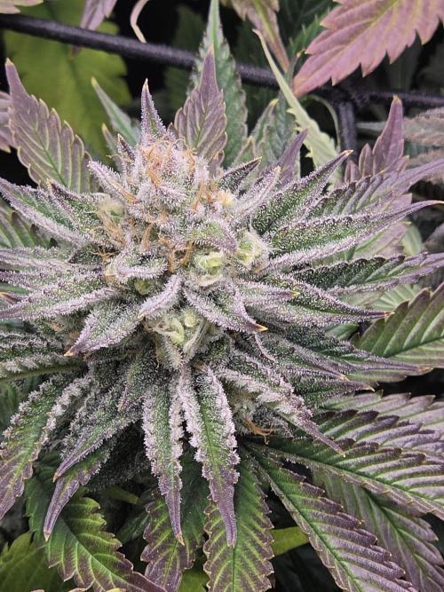 Monster Maker by Sweet Seeds. Week 12