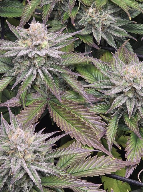Monster Maker by Sweet Seeds. Week 12