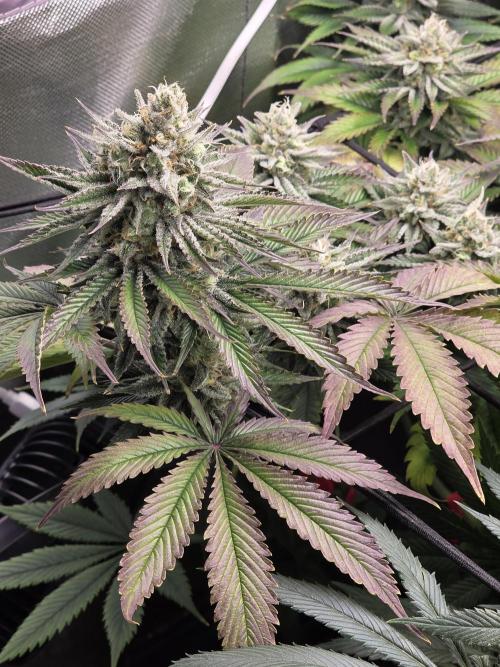Monster Maker by Sweet Seeds. Week 12