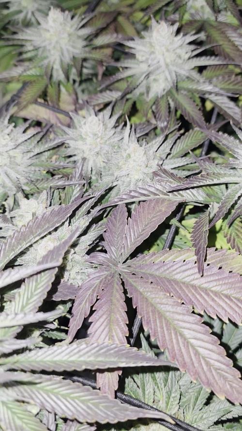 Monster Maker by Sweet Seeds