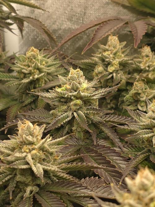 Monster Maker by Sweet Seeds. Week 13