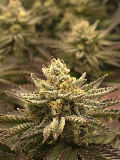 Monster Maker by Sweet Seeds. Week 13