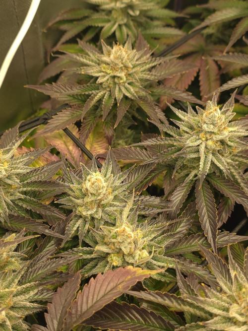Monster Maker by Sweet Seeds. Week 13
