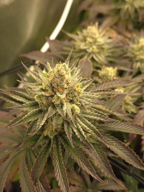 Monster Maker by Sweet Seeds. Week 13