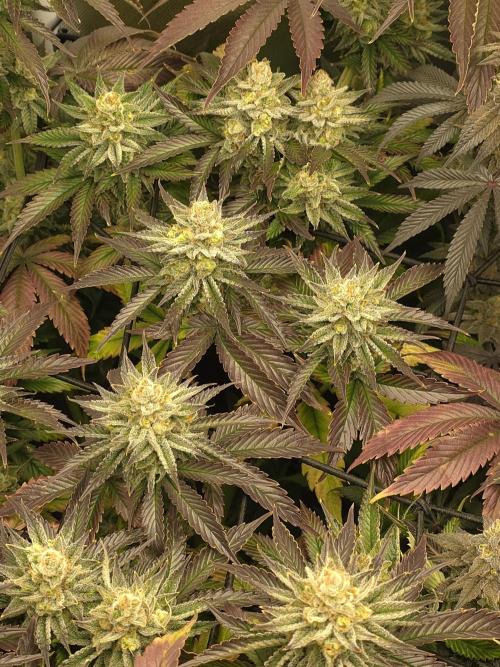 Monster Maker by Sweet Seeds. Week 13
