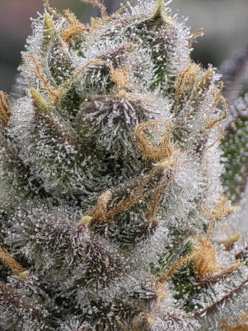 Monster Maker by Sweet Seeds. Week 13