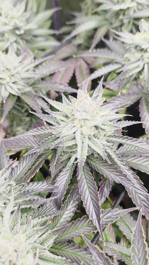Monster Maker by Sweet Seeds