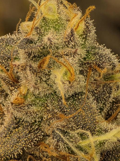 Balling like Gary 🏀 Papayton FastBuds. Week 13