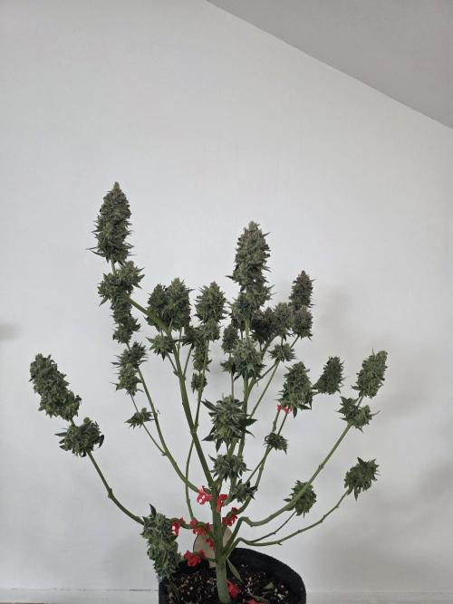 Monster Maker by Sweet Seeds. Week 14