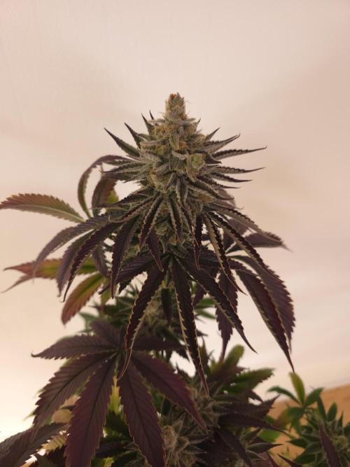 Monster Maker by Sweet Seeds. Week 14