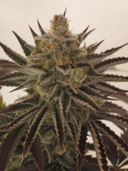 Monster Maker by Sweet Seeds. Week 14