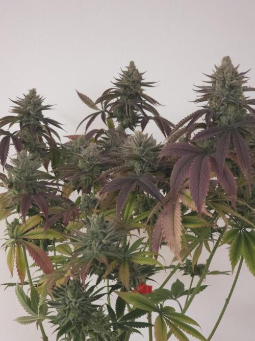Monster Maker by Sweet Seeds. Week 14