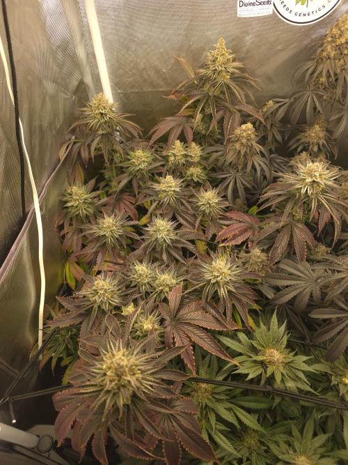 Monster Maker by Sweet Seeds. Week 14