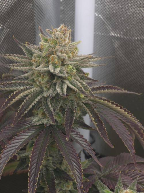 Monster Maker by Sweet Seeds. Week 14
