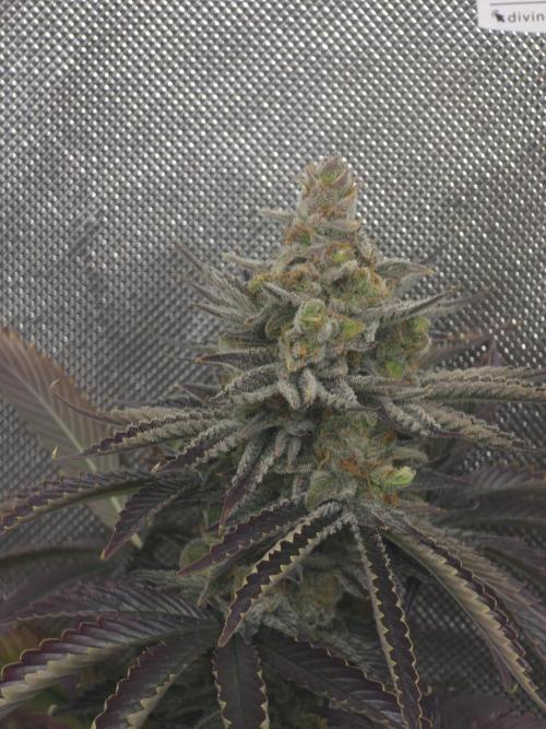Monster Maker by Sweet Seeds. Week 14