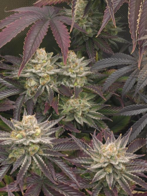 Monster Maker by Sweet Seeds. Week 14