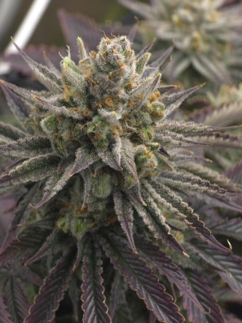 Monster Maker by Sweet Seeds. Week 14