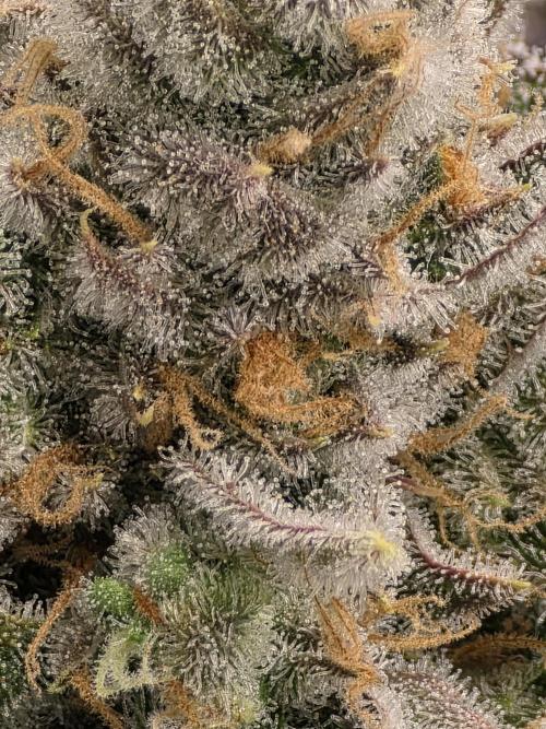 Monster Maker by Sweet Seeds. Week 14