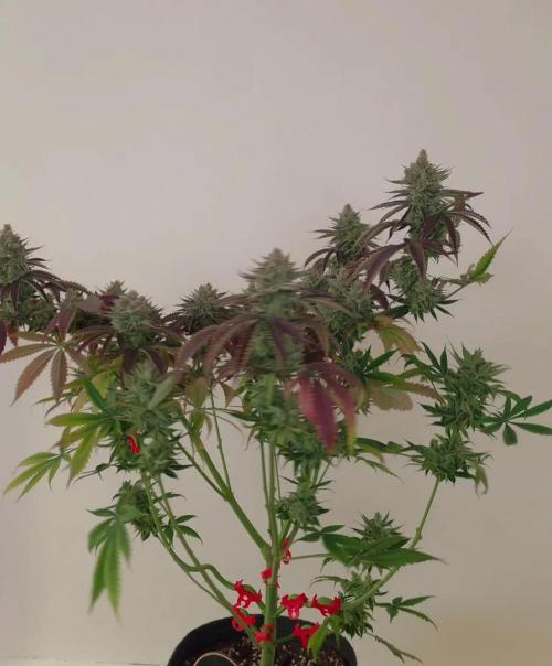 Monster Maker by Sweet Seeds