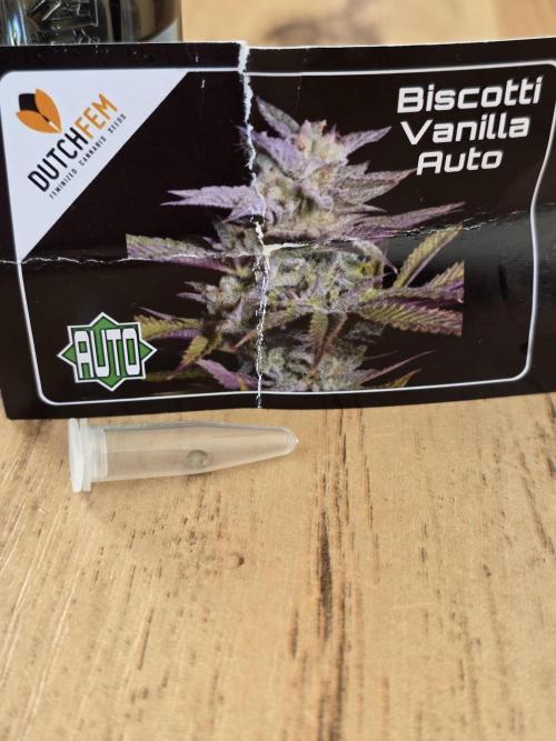 Biscotti Vanilla Auto ☀️ DutchFem. Week 0