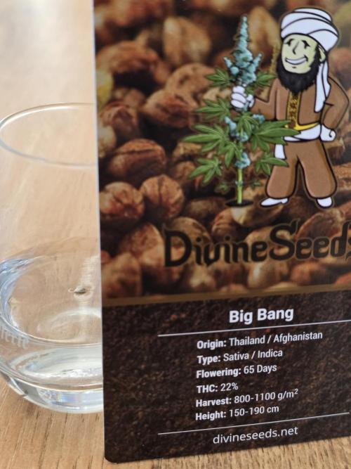The Big Bang 💥 Divine Seeds 🇨🇦. Week 0