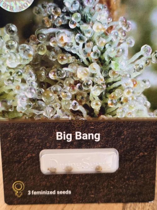 The Big Bang 💥 Divine Seeds 🇨🇦. Week 0