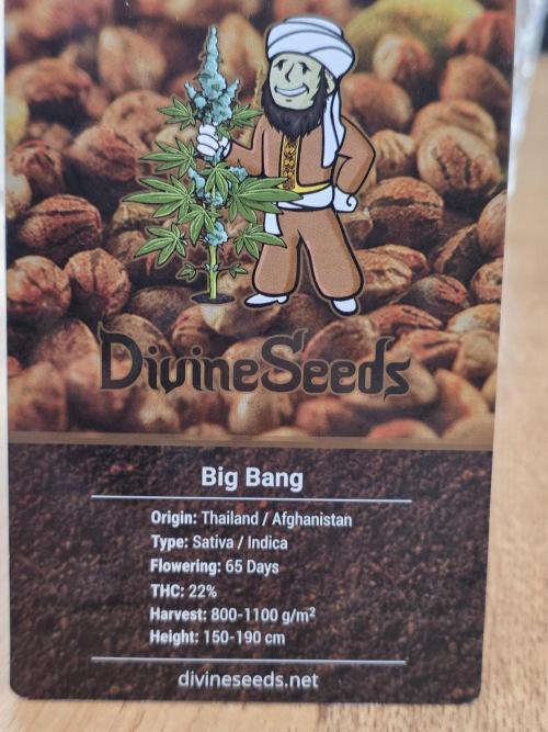 The Big Bang 💥 Divine Seeds 🇨🇦. Week 0