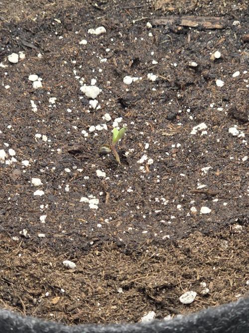 Gorilla Z Auto 🦍 🌈 Outdoor. Week 0