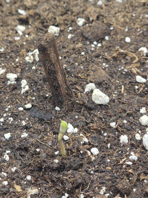 White Widow Auto 🕷️  Divine Seeds. Week 0