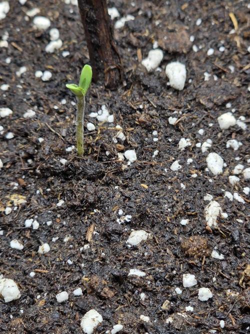 White Widow Auto 🕷️  Divine Seeds. Week 0