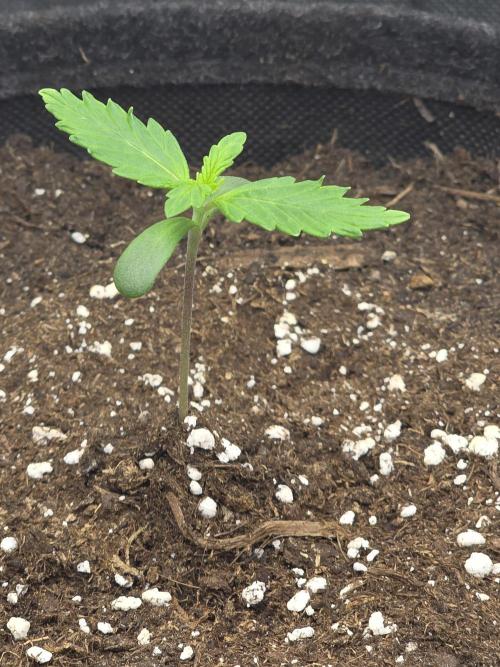 Gorilla Z Auto 🦍 🌈 Outdoor. Week 1