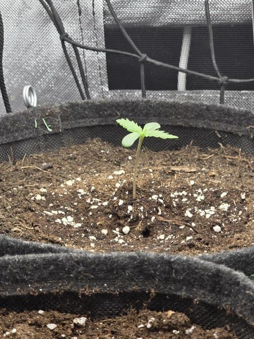 Gorilla Z Auto 🦍 🌈 Outdoor. Week 1