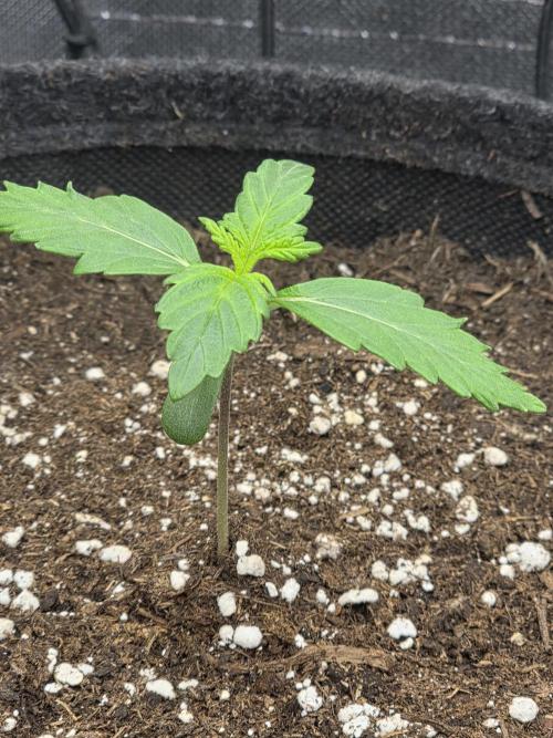 Gorilla Z Auto 🦍 🌈 Outdoor. Week 1