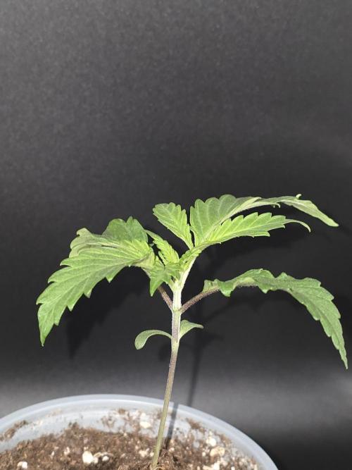 Buds instead of Bullets! AK-47 XL Divine. Week 1
