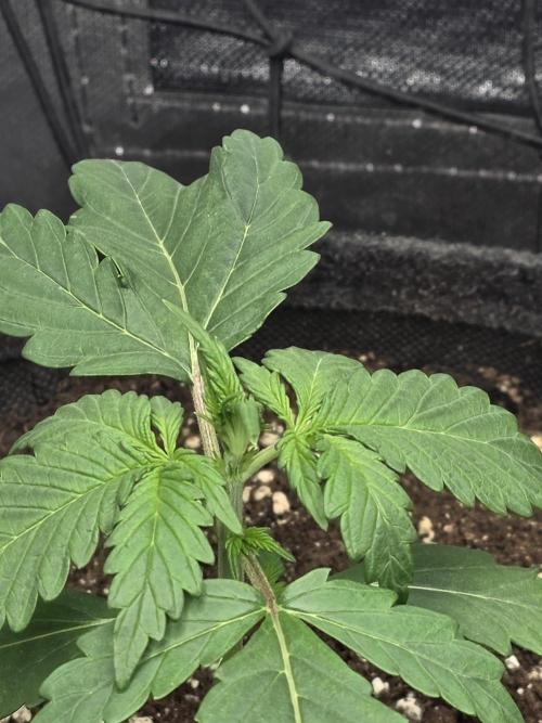 Gorilla Z Auto 🦍 🌈 Outdoor. Week 2