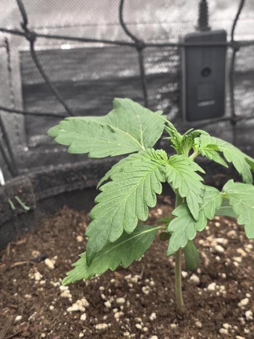 Gorilla Z Auto 🦍 🌈 Outdoor. Week 2