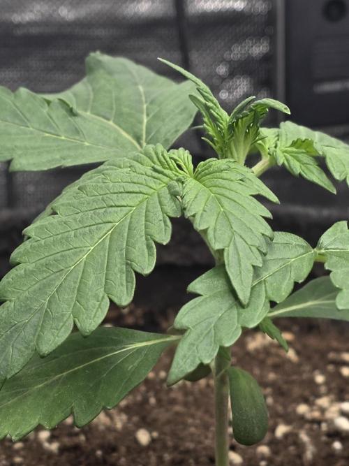 Gorilla Z Auto 🦍 🌈 Outdoor. Week 2