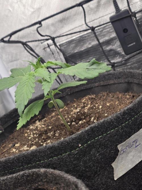Gorilla Z Auto 🦍 🌈 Outdoor. Week 2