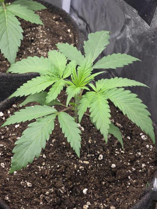 Buds instead of Bullets! AK-47 XL Divine. Week 2